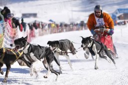 Lenk 2013